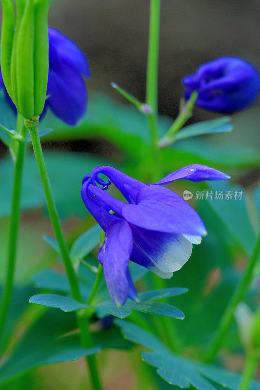 耧斗菜/耧斗菜